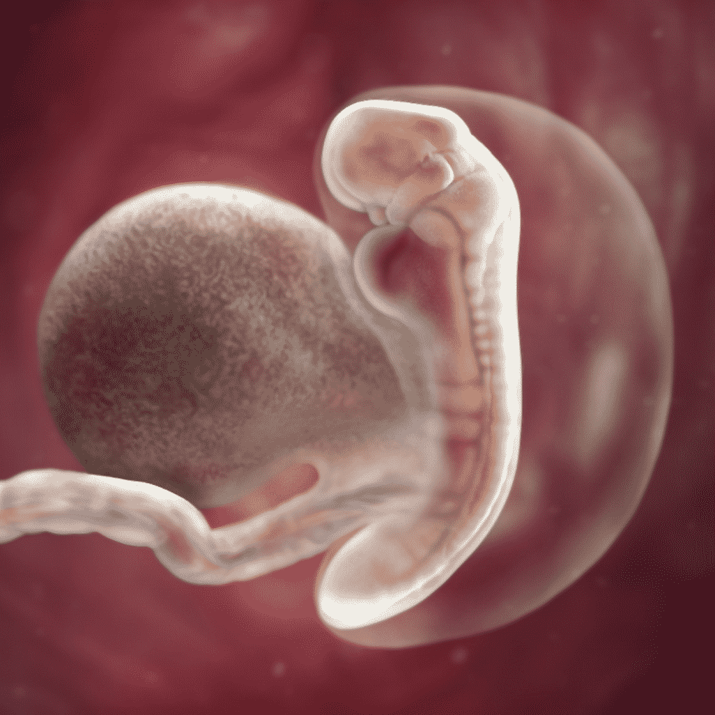 embrion 5 saptamani